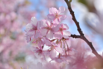 河津桜
さくら
桜
春
日本