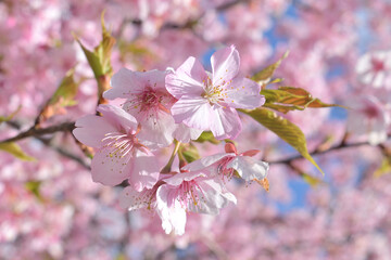 河津桜
さくら
桜
春
日本