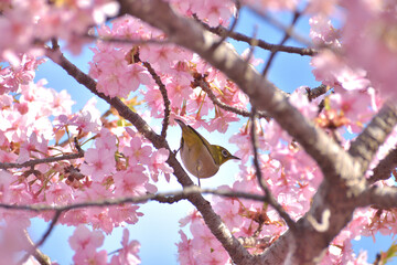 河津桜
さくら
桜
春
日本