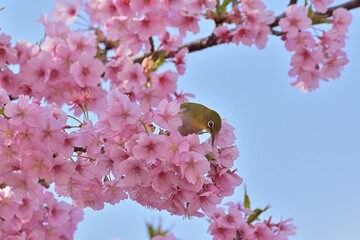 河津桜
さくら
桜
春
日本