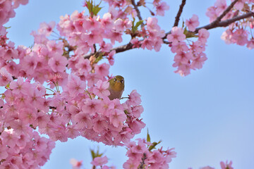 河津桜
さくら
桜
春
日本