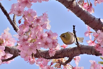 河津桜
さくら
桜
春
日本
