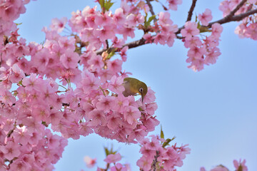 河津桜
さくら
桜
春
日本
