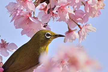 河津桜
さくら
桜
春
日本