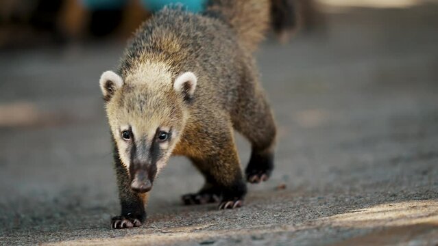Coati Walking In Iguazu, Brazil - Close Up Shot