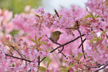 河津桜
さくら
桜
春
日本