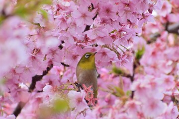 河津桜
さくら
桜
春
日本