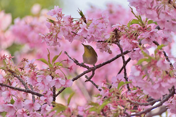 河津桜
さくら
桜
春
日本