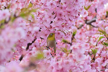 河津桜
さくら
桜
春
日本