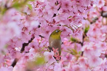 河津桜
さくら
桜
春
日本