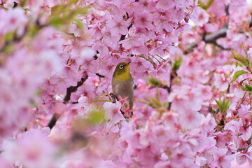 河津桜
さくら
桜
春
日本