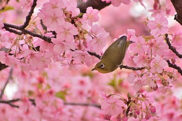 河津桜
さくら
桜
春
日本