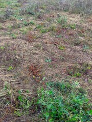 春の雨上がりの住宅建設予定地