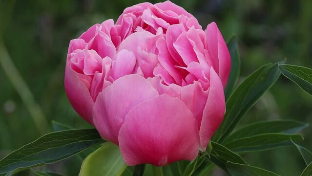 Beautiful Pink peony surrounded by green leafs