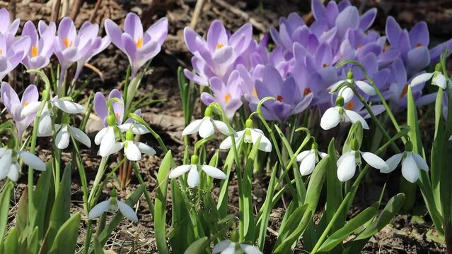 Beautiful snowdrops and crocus flowers