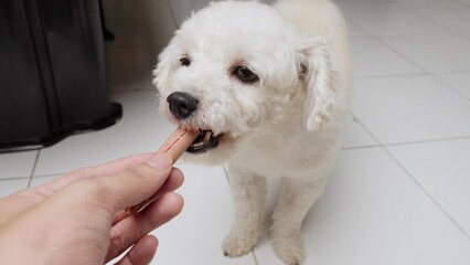 Closeup shot toy puddle dog eating a snack given by owners hand cute animal slow motion biting healthy canine food
