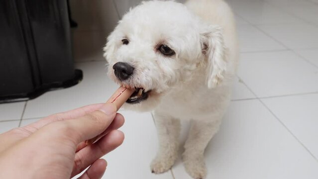 Closeup shot toy puddle dog eating a snack given by owners hand cute animal slow motion biting healthy canine food