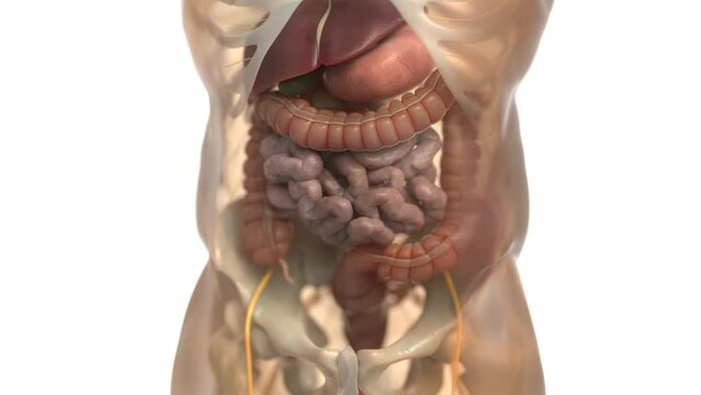 Human digestive system animations | Animated Large intestine | irritable bowel syndrome