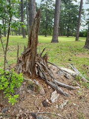 Fototapeta premium Vertical Photo of a shredded Pine Tree Stump at a park