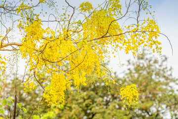 Golgen Flower blooming on Summer day, Golden shower flower or Indian laburnu, Cassia fistula on Golden shower tree.