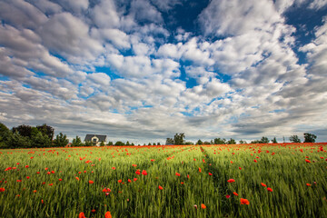 Kornfeld mit Mohnblumen unter einem blauen Himmel mit weissen Wolken. Ottenbach (ZH), Schweiz