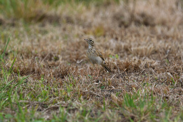 Well camouflaged adult Australian Pipit -Anthus australis- bird short grass looking for food copy space