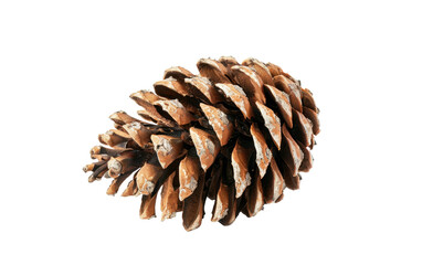 Lonely Pine Cone isolated on transparent Background