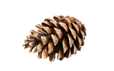 Lonely Pine Cone isolated on transparent Background