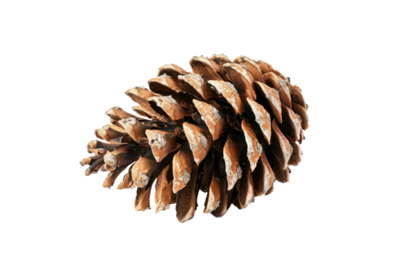 Lonely Pine Cone isolated on transparent Background