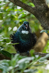Singing Tui Bird in a tree in New Zealand