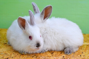 White baby rabbit on a wooden board. Two baby rabbits.