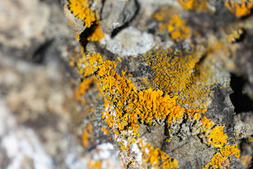 Common orange lichen, yellow lichen growing on the rocks at the beach in NZ