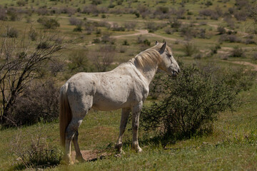 White stallion wild horse in the Arizona desert during the spring near Mesa Arizona United States