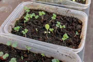 Close up of young plants in a nursery before transplanted to a hydrophonic system on maturity.