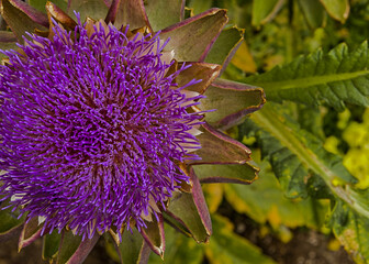 Artichoke blossom in the summer garden