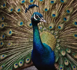 Obraz premium a peacock with a blue tail and a blue and green feathers.