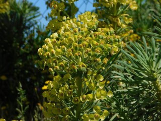 Mediterranean or Albanian spurge, or Euphorbia characias, wild plant flowers, in Attica, Greece