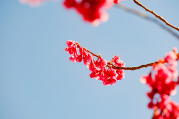 春の花咲くふなばしアンデルセン公園