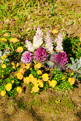 Obraz premium 春の花咲くふなばしアンデルセン公園