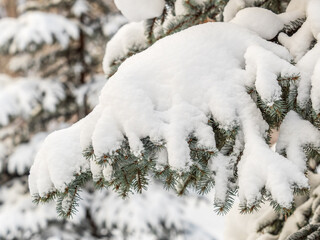 Green fir branches in winter covered with snow