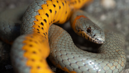 San Diego Ringneck Snake