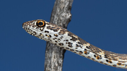 Baja California Coachwhip