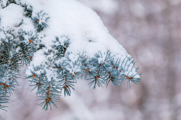 Green fir branches in winter covered with snow