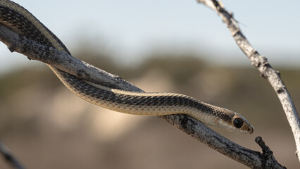 Juvenile  coastal patchnose snake