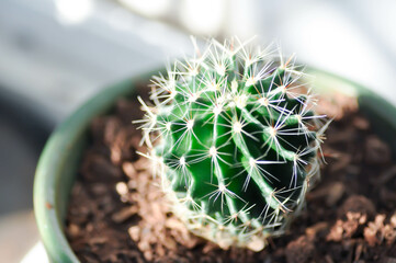 Echinopsis calochlora, Goloden Echinopsis calochlora or cactus