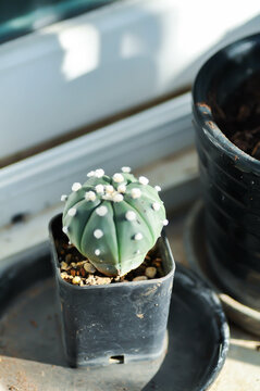 cactus in the flower pot or Astrophytum