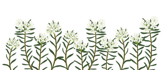 marsh Labrador tea, field flower, vector drawing wild plants at white background, Rhododendron tomentosum, floral border, hand drawn botanical illustration