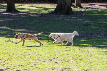 Obraz premium Action picture of a different breeds of happy dogs playing with each other and enjoying a warm spring weather in a dog park