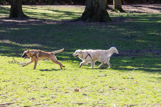 Action picture of a different breeds of happy dogs playing with each other and enjoying a warm spring weather in a dog park