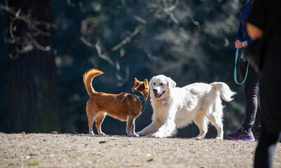 Action picture of a different breeds of happy dogs playing with each other and enjoying a warm spring weather in a dog park